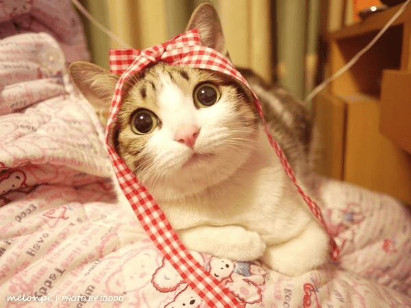 探索最新猫咪娱乐世界，猫咪视频最新版精选内容呈现
