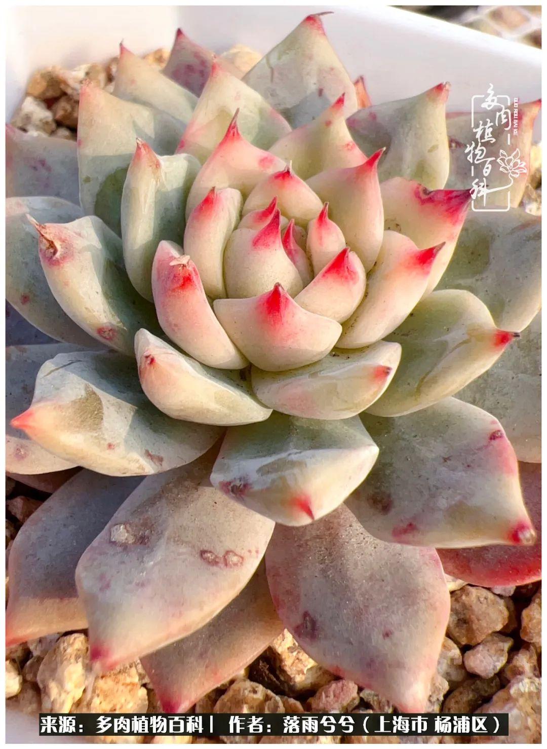 东莞市疫情最新动态，自然呼唤，心灵之旅的抗疫进展