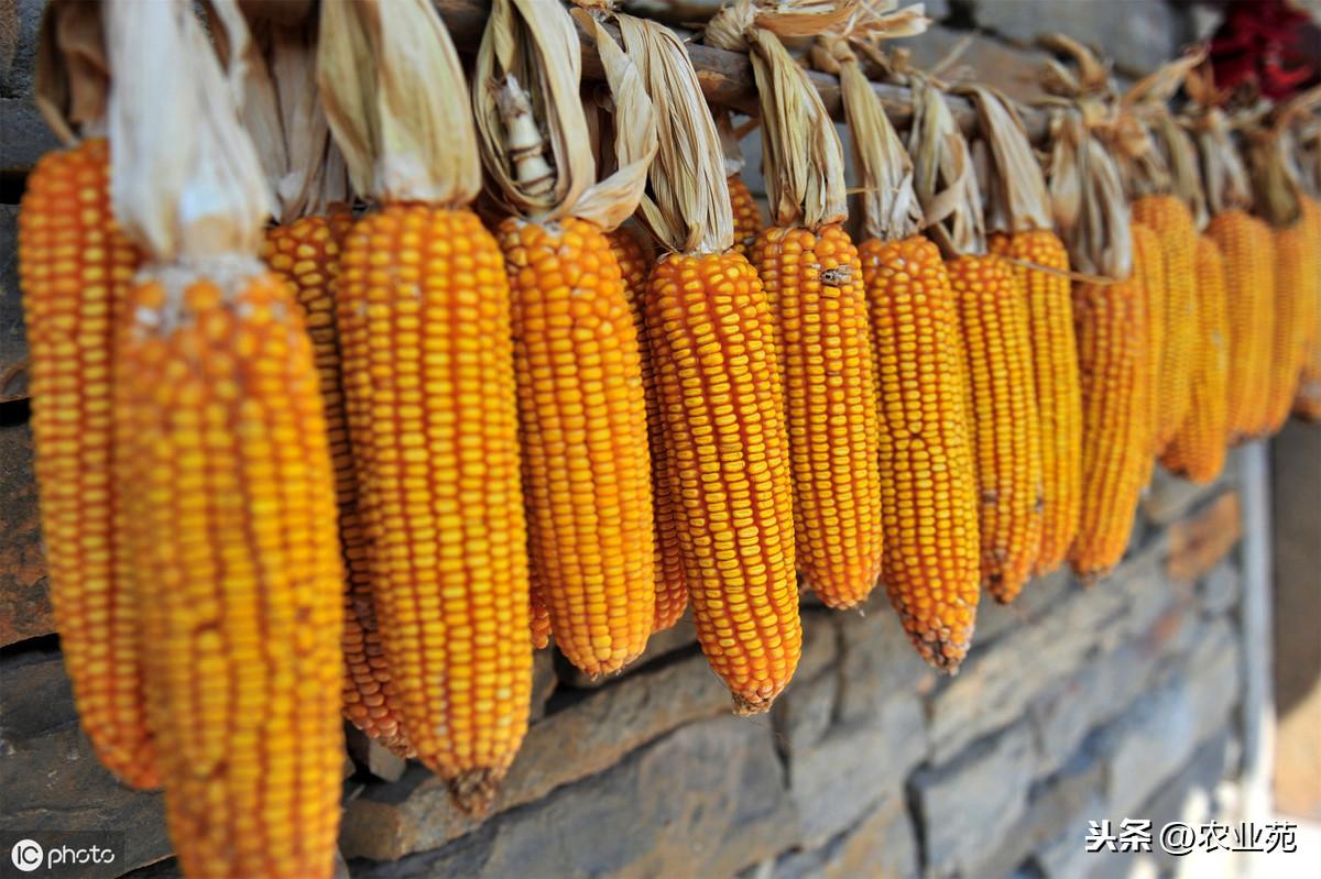 美国大豆最新消息今日更新